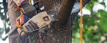 Reliable Serenada, TX  Tree Services Solutions