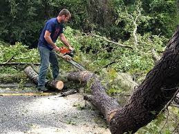 Best Commercial Tree Services  in Serenada, TX