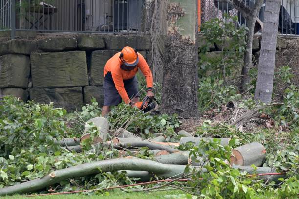 Best Tree Risk Assessment  in Serenada, TX