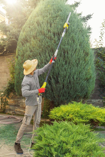 Best Weed Control Services  in Serenada, TX