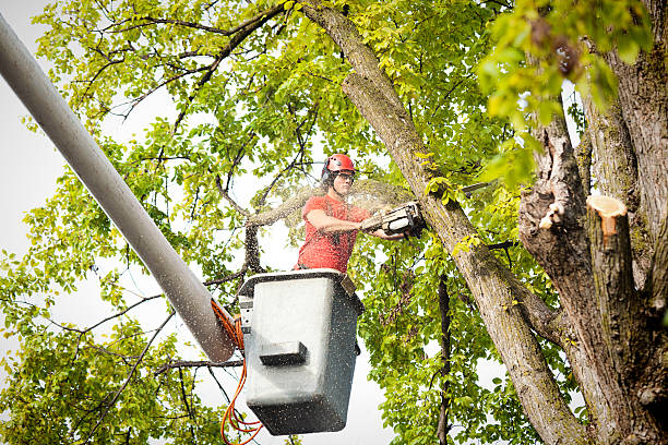 Why Choose Our Tree Removal Services in Serenada, TX?